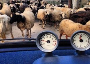 Τα πρόβατα και ο Κατίδης