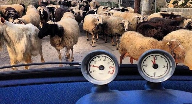 Τα πρόβατα και ο Κατίδης