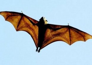 Νεκρό αγοράκι έπειτα από δάγκωμα νυχτερίδας