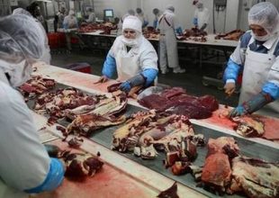 Ήξεραν ότι χρησιμοποιούσαν κρέας αλόγου