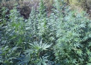 Φυτεία 828 δενδρυλλίων κάνναβης εντόπισε το ελικόπτερο της ΕΛ.ΑΣ