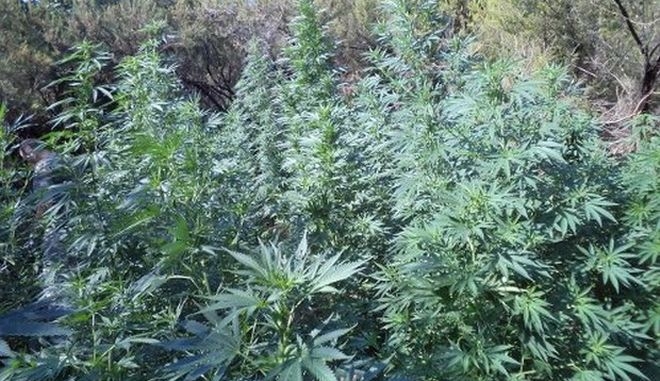 Φυτεία 828 δενδρυλλίων κάνναβης εντόπισε το ελικόπτερο της ΕΛ.ΑΣ