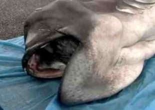 Είναι Μεγαλόστομος σπάνιος καρχαρίας και τον ψάρεψαν στην Ιαπωνία