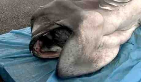 Είναι Μεγαλόστομος σπάνιος καρχαρίας και τον ψάρεψαν στην Ιαπωνία Είναι Μεγαλόστομος σπάνιος καρχαρίας και τον ψάρεψαν στην Ιαπωνία