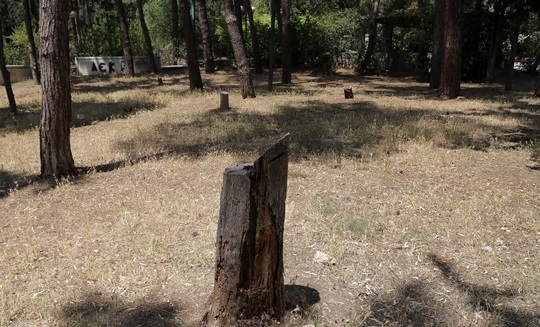 Γκότσης: «Δεν πρέπει να αφήσουμε να χαθεί το άλσος»