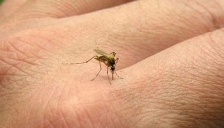 Ηλικιωμένος στην Αττική, το πρώτο επιβεβαιωμένο κρούσμα ιού του Δυτικού Νείλου