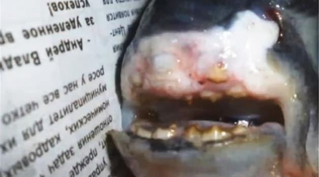 Έπιασε ψάρι με… ανθρώπινα δόντια!!! (vid)