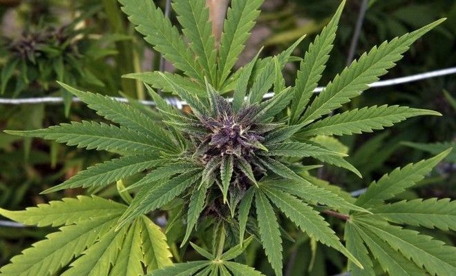 Έρευνα: Η μαριχουάνα καταπολεμά τον καρκίνο