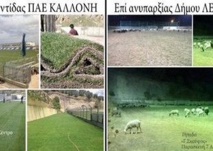 Πρόβατα στο γήπεδο της Καλλονής!