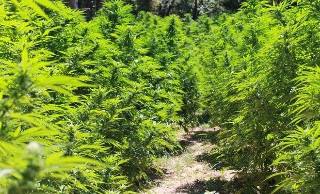 Συνελήφθη μετά από καταδίωξη με περισσότερα από 140 κιλά κάνναβης