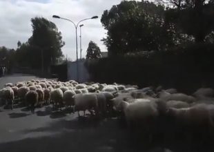 Πρόβατα στην προπόνηση της Ρόμα! (vid)