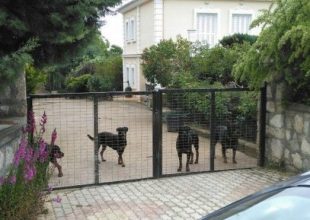 Δικηγόρος ιδιοκτήτη ροτβάιλερ: Τα σκυλιά ήταν κλεισμένα. Το παιδί ξέφυγε της προσοχής