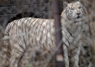 Τίγρης κατασπάραξε ηλικιωμένη στην Κίνα (video)