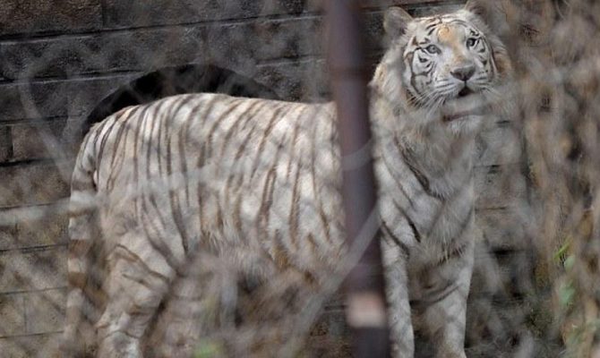 Τίγρης κατασπάραξε ηλικιωμένη στην Κίνα (video)