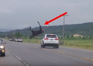 Τρομακτική σύγκρουση αυτοκινήτου με άλκη!