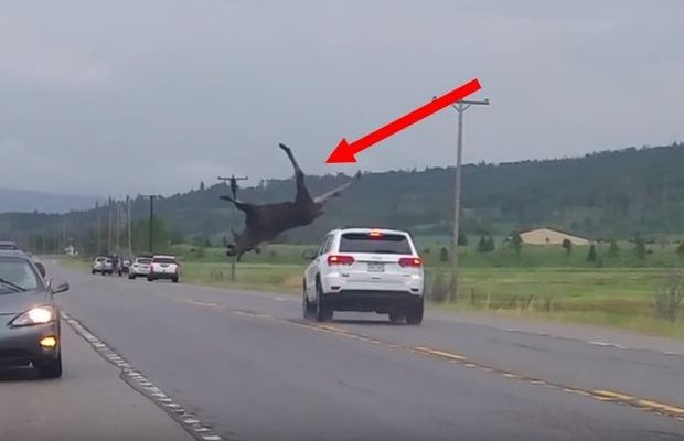 Τρομακτική σύγκρουση αυτοκινήτου με άλκη!