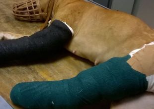 Συγκέντρωση διαμαρτυρίας γι’ αυτόν που πέταξε το σκυλί από τον τρίτο όροφο