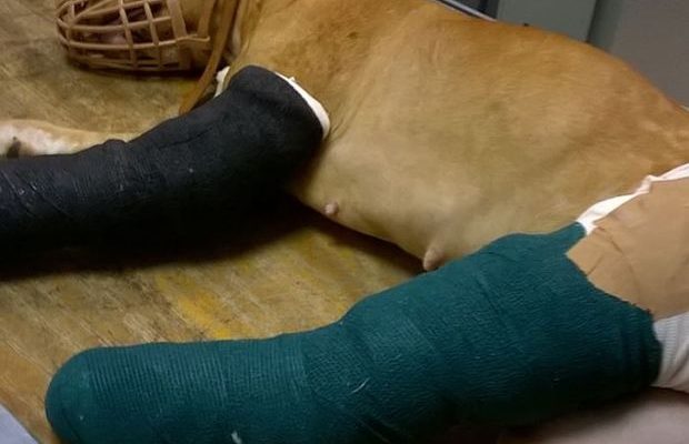 Συγκέντρωση διαμαρτυρίας γι’ αυτόν που πέταξε το σκυλί από τον τρίτο όροφο