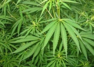 Αυλή με… 280 δενδρύλλια κάνναβης στη Θεσσαλονίκη