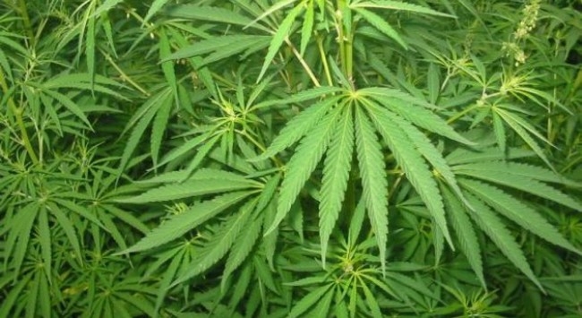 Αυλή με… 280 δενδρύλλια κάνναβης στη Θεσσαλονίκη