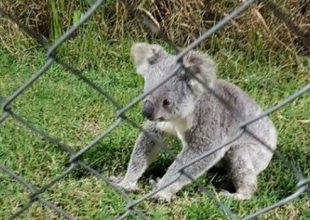 Στη μπάντα, στη μπάντα, περνάει το κοάλα!