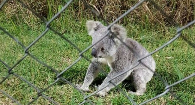 Στη μπάντα, στη μπάντα, περνάει το κοάλα!