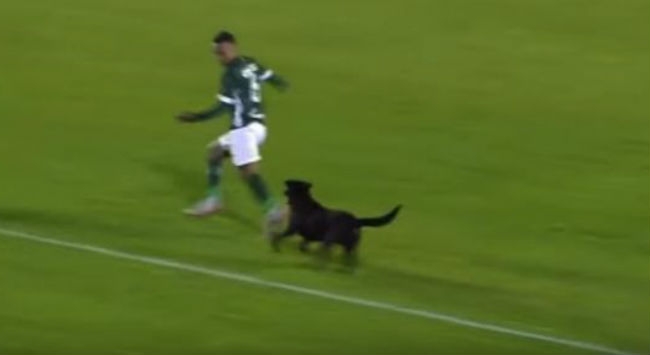 Σκύλος πήρε στο κυνήγι παίκτη στη Βραζιλία! (Video)