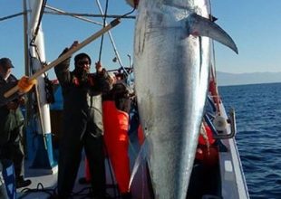 Σκόπελος: Ψαράδες έπιασαν τεράστιο τόνο 185 κιλών!