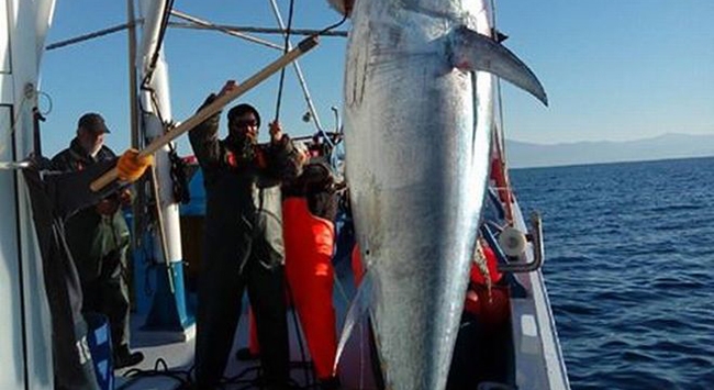 Σκόπελος: Ψαράδες έπιασαν τεράστιο τόνο 185 κιλών!