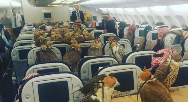Σαουδάραβας πρίγκιπας έκλεισε πτήση στην ‘πρώτη θέση’ για τα 80 γεράκια του