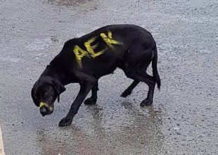 Καταδικάζει το περιστατικό με τον σκύλο η ΑΕΚ