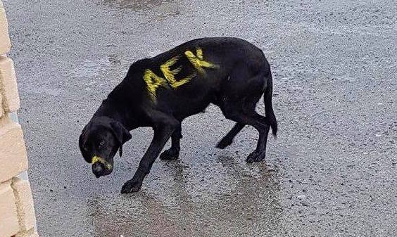 Καταδικάζει το περιστατικό με τον σκύλο η ΑΕΚ