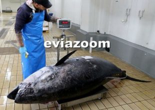Εύβοια: Ψαράς έπιασε τόνο βάρους 358 κιλά