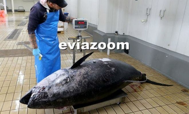 Εύβοια: Ψαράς έπιασε τόνο βάρους 358 κιλά