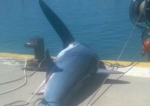 Ψάρεψαν καρχαρία 200 κιλών στην Λήμνο (PIC)