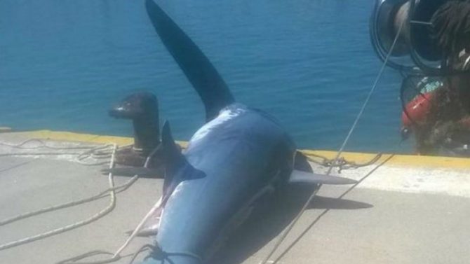 Ψάρεψαν καρχαρία 200 κιλών στην Λήμνο (PIC)