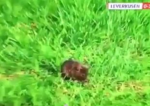 Ο… απρόσκλητος επισκέπτης του Λεβερκούζεν – Μπάγερν