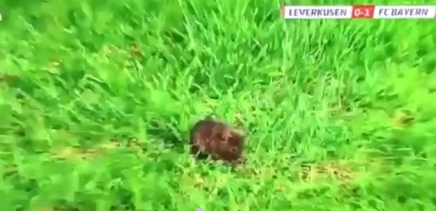 Ο… απρόσκλητος επισκέπτης του Λεβερκούζεν – Μπάγερν Ο… απρόσκλητος επισκέπτης του Λεβερκούζεν – Μπάγερν