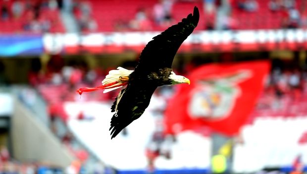 Ο αετός της Μπενφίκα απέδρασε κι επέστρεψε! Ο αετός της Μπενφίκα απέδρασε κι επέστρεψε!