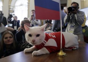 Νέο “μέντιουμ”: Από το χταπόδι Πολ, στον γάτο Αχιλλέα