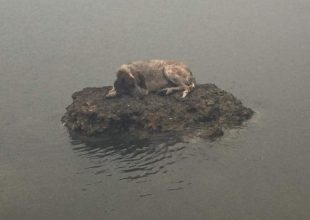 Οι Εθελοντές κτηνίατροι δίπλα στα πληγέντα ζώα (ΦΩΤΟ)