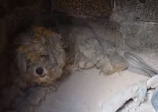 Συγκίνηση στο Μάτι: Βρήκαν σκύλο ζωντανό μέσα σε φούρνο καμένου σπιτιού
