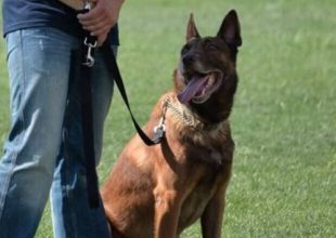 Πέθανε ο «ΑΕΚτζής» σκύλος της ΕΛ.ΑΣ.