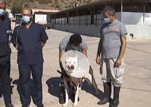 Έκτορας: Επέστρεψε πιο δυνατός και “απαντά” με χαμόγελα σε αυτούς που τον κακοποίησαν