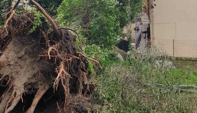 Κέρκυρα: Οι θυελλώδεις άνεμοι ξερίζωσαν δέντρα – Προβλήματα απο την κακοκαιρία