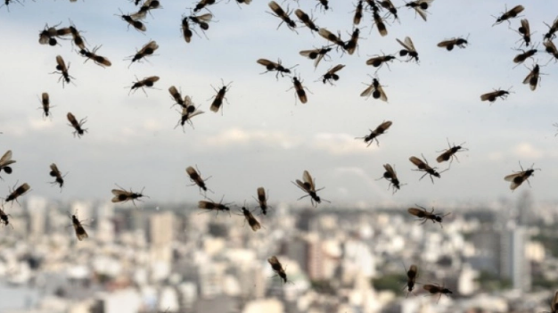 Euro 2020, Ιταλία – Αγγλία: Φόβοι για επιδρομή εντόμων στο «Γουέμπλεϊ» την ώρα του τελικού