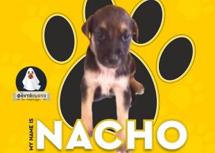 Ξεκινάει από τον Νάτσο την προώθηση της υιοθεσίας των αδέσποτων ζώων