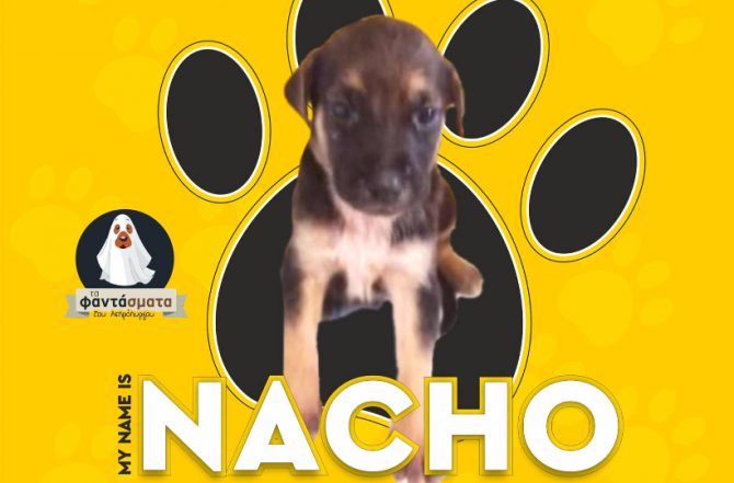 Ξεκινάει από τον Νάτσο την προώθηση της υιοθεσίας των αδέσποτων ζώων