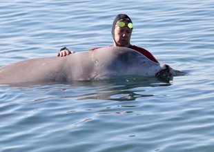 Υπέροχα νέα για τη φάλαινα: Καταδύθηκε στα βαθιά μετά την ισχυρή φαρμακευτική αγωγή