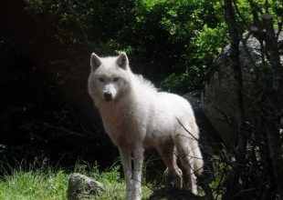 Πάρνηθα: Λύκος κατασπάραξε σκύλο οικογένειας – Προειδοποιούσαν το ΥΠΕΝ εδώ και ένα μήνα